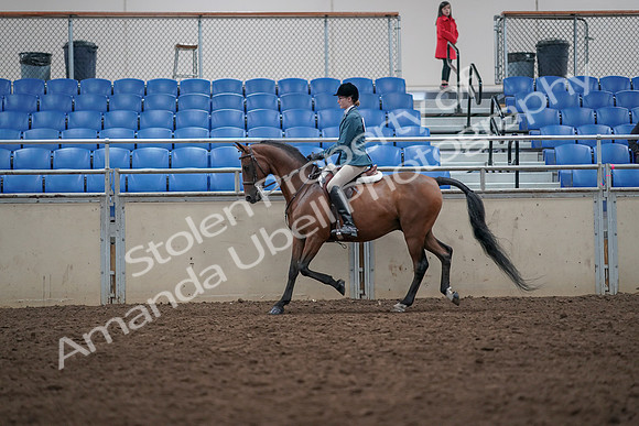 2019 Morgan Horse Show - Aug 31, 2019 - 17134