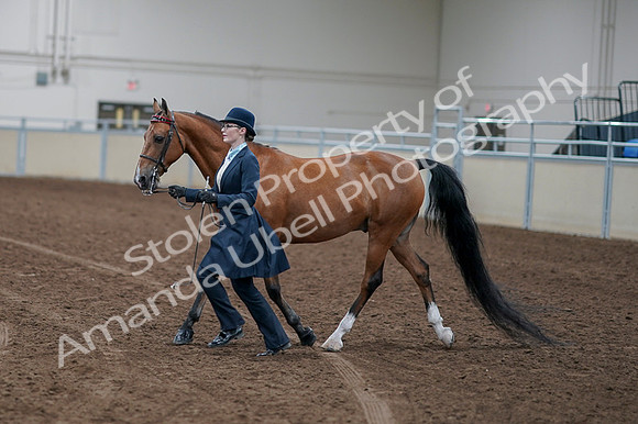 2020 - AB Morgan Horse - Fri, Sept 04 - 00954