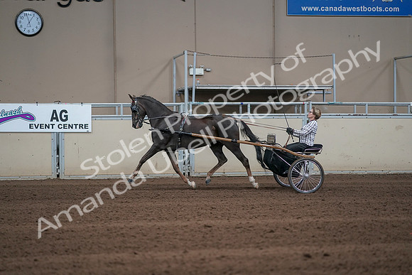 2019 Morgan Horse Show - Sept 01, 2019 - 05912