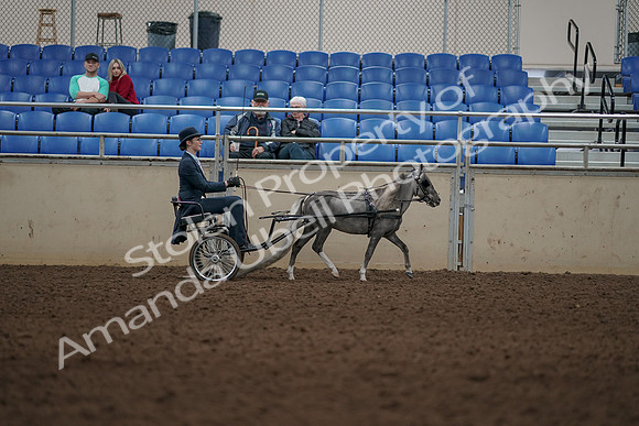 2019 Morgan Horse Show - Aug 31, 2019 - 04525