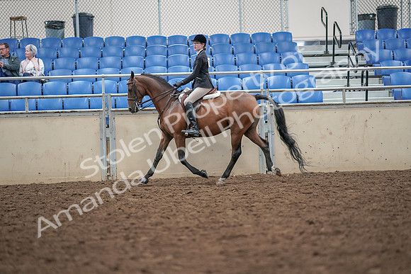 2019 Morgan Horse Show - Aug 30, 2019 - 20162