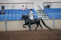 2019 Morgan Horse Show - Aug 31, 2019 - 09245