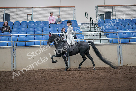 2019 Morgan Horse Show - Aug 31, 2019 - 09245