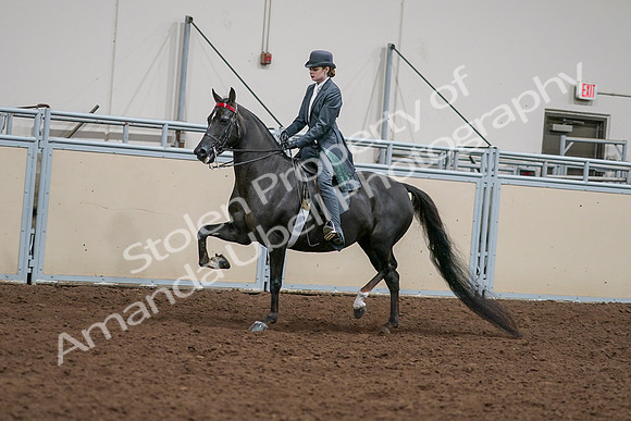 2020 - AB Morgan Horse - Sat, Sept 05 - 13638