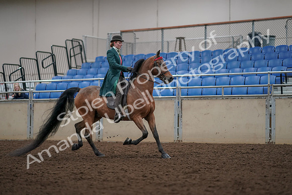2019 Morgan Horse Show - Aug 30, 2019 - 28243