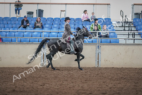 2019 Morgan Horse Show - Aug 31, 2019 - 09574