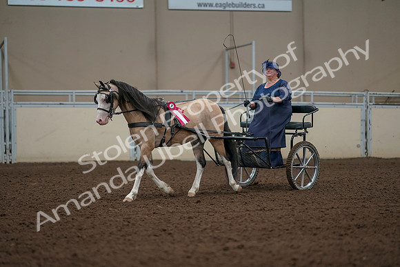 2019 Morgan Horse Show - Aug 31, 2019 - 04602