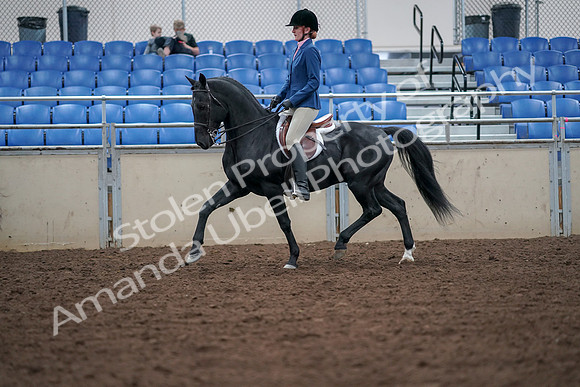 2019 Morgan Horse Show - Aug 30, 2019 - 18360