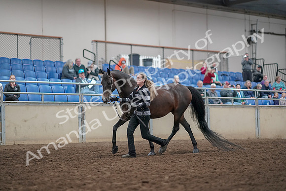 2019 Morgan Horse Show - Aug 31, 2019 - 03658