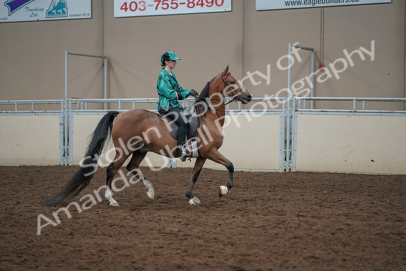 2019 Morgan Horse Show - Aug 30, 2019 - 30644