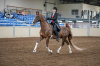 2020 - AB Morgan Horse - Fri, Sept 04 - 09510