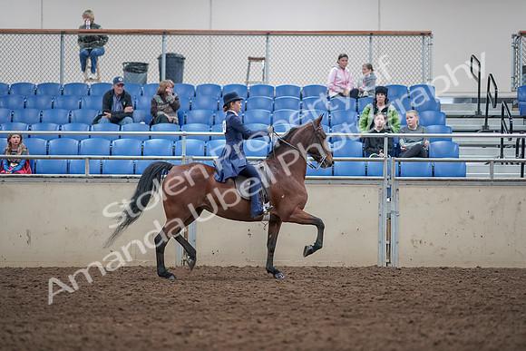2019 Morgan Horse Show - Aug 31, 2019 - 09592