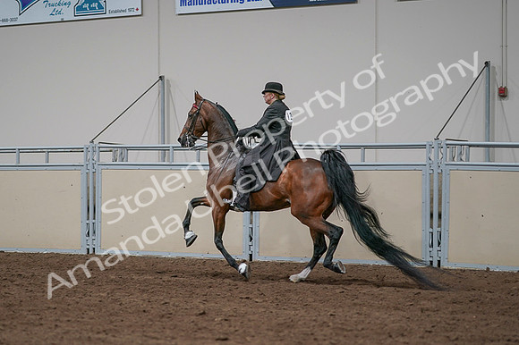 2020 - AB Morgan Horse - Fri, Sept 04 - 09688