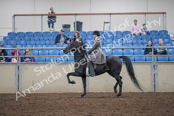 2019 Morgan Horse Show - Aug 31, 2019 - 09329