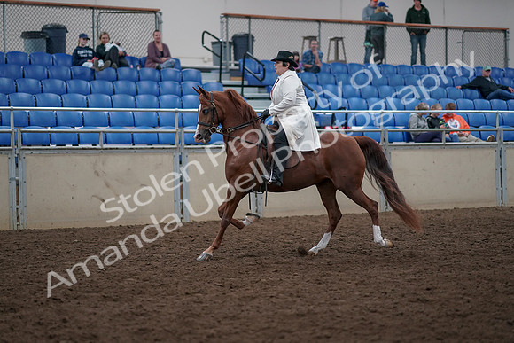 2019 Morgan Horse Show - Aug 31, 2019 - 17849