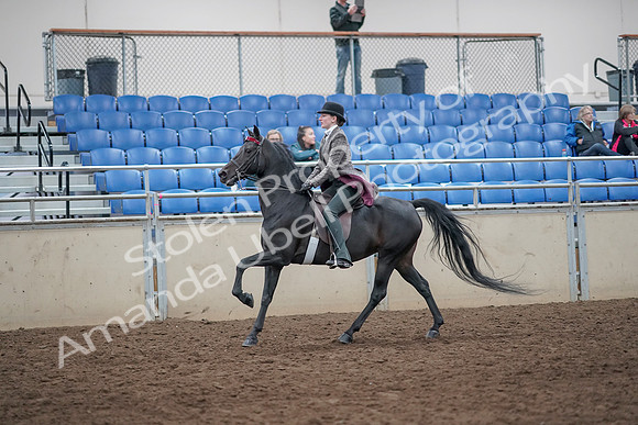 2019 Morgan Horse Show - Aug 31, 2019 - 09473