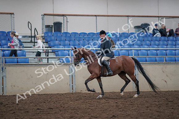 2019 Morgan Horse Show - Aug 31, 2019 - 14954