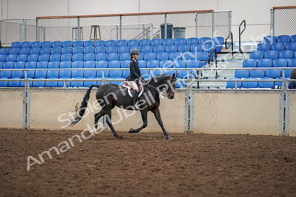 2019 Morgan Horse Show - Aug 30, 2019 - 12441