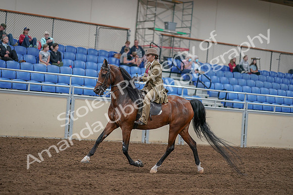 2020 - AB Morgan Horse - Fri, Sept 04 - 11422