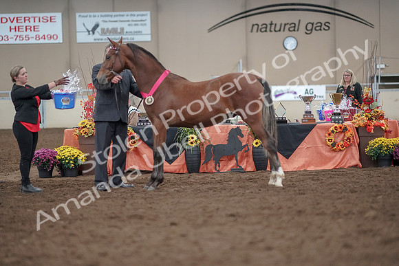 2019 Morgan Horse Show - Aug 31, 2019 - 00311
