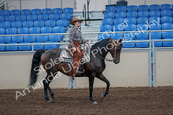 2020 - AB Morgan Horse - Fri, Sept 04 - 00108