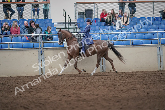 2019 Morgan Horse Show - Aug 31, 2019 - 20568