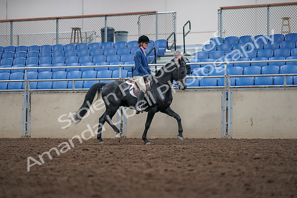 2019 Morgan Horse Show - Aug 31, 2019 - 16700