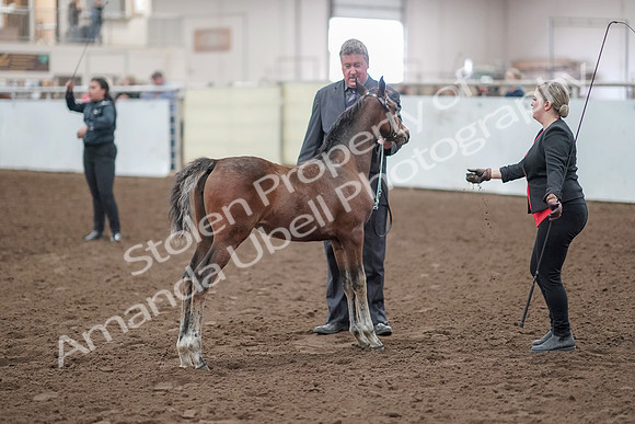 2019 Morgan Horse Show - Aug 31, 2019 - 00917