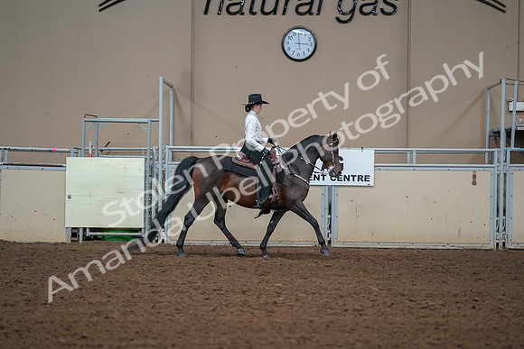 2019 Morgan Horse Show - Aug 30, 2019 - 17000