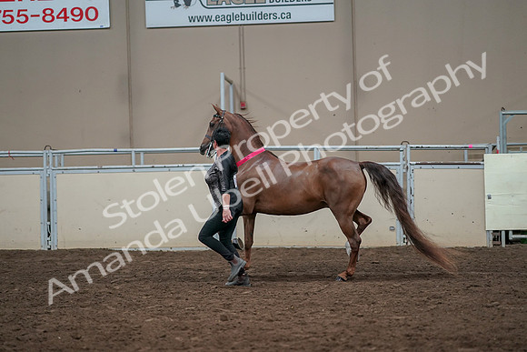 2019 Morgan Horse Show - Aug 31, 2019 - 01467