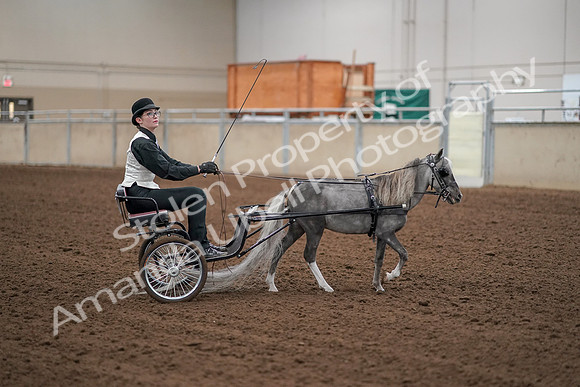 2019 Morgan Horse Show - Aug 30, 2019 - 13344