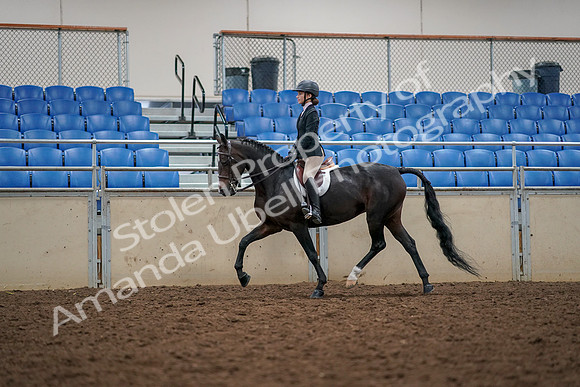 2019 Morgan Horse Show - Aug 30, 2019 - 23303