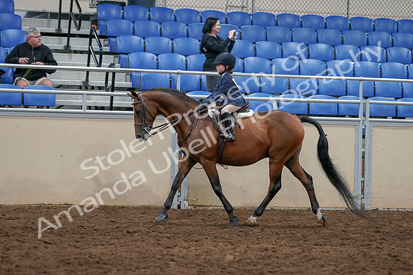 2020 - AB Morgan Horse - Sun, Sept 06 - 07690