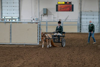 2020 - AB Morgan Horse - Fri, Sept 04 - 01050