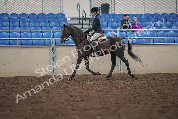 2019 Morgan Horse Show - Aug 30, 2019 - 20337