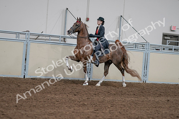 2020 - AB Morgan Horse - Fri, Sept 04 - 09592