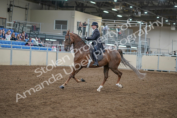 2020 - AB Morgan Horse - Fri, Sept 04 - 11279