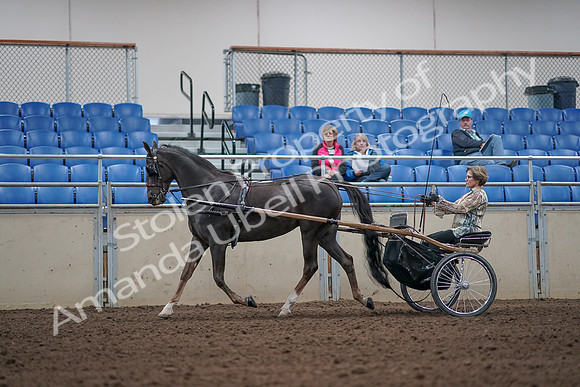 2019 Morgan Horse Show - Aug 31, 2019 - 10265
