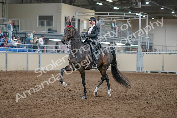 2020 - AB Morgan Horse - Fri, Sept 04 - 11111