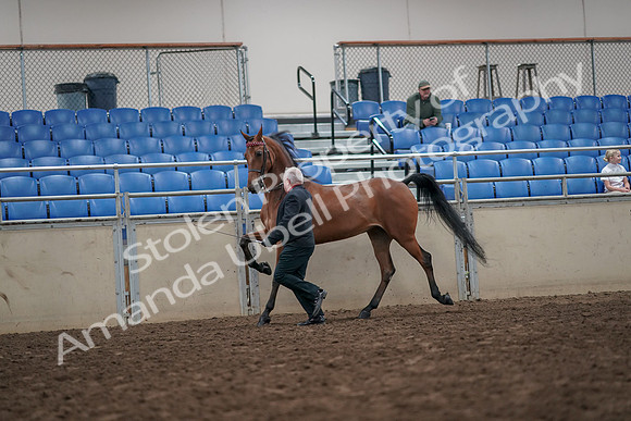 2019 Morgan Horse Show - Aug 31, 2019 - 03583