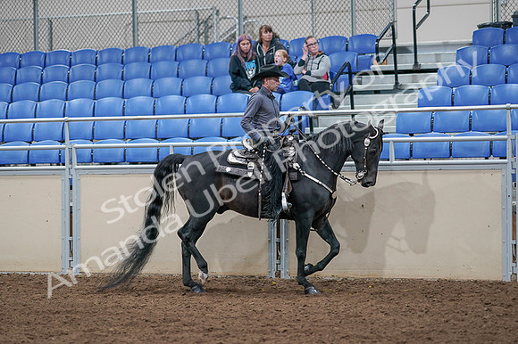 2020 - AB Morgan Horse - Fri, Sept 04 - 08473