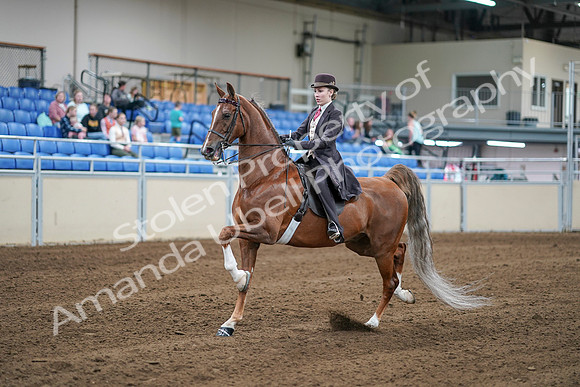 2020 - AB Morgan Horse - Sat, Sept 05 - 06163