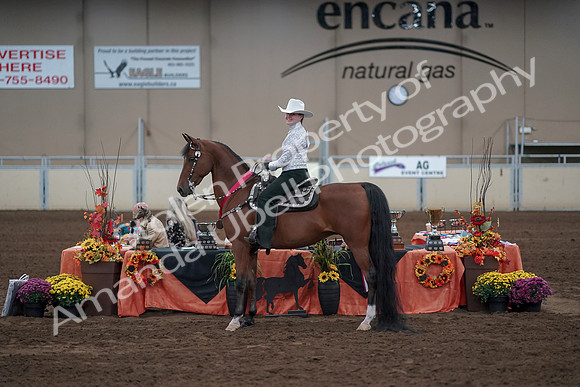 2019 Morgan Horse Show - Sept 01, 2019 - 07271