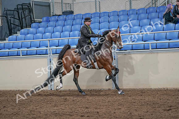 2020 - AB Morgan Horse - Fri, Sept 04 - 09805