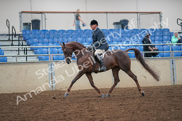 2019 Morgan Horse Show - Aug 30, 2019 - 17330