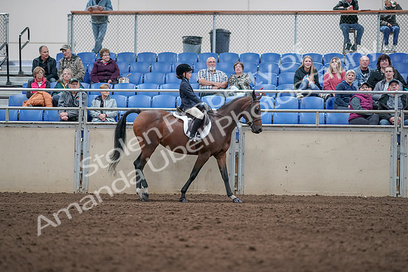 2019 Morgan Horse Show - Aug 31, 2019 - 19554