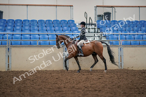 2019 Morgan Horse Show - Aug 30, 2019 - 23361
