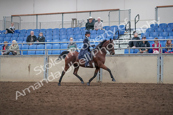 2019 Morgan Horse Show - Aug 31, 2019 - 09536