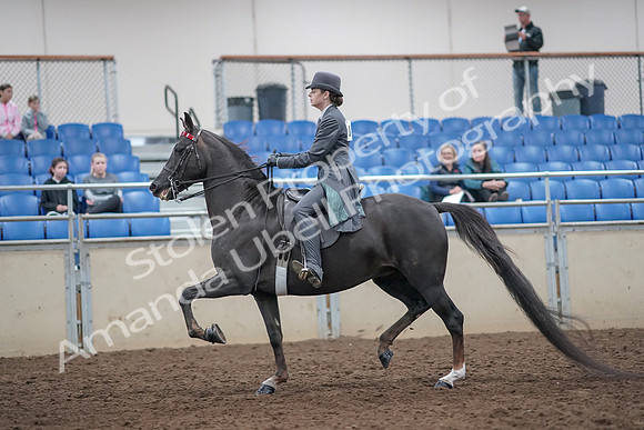 2019 Morgan Horse Show - Aug 31, 2019 - 09284