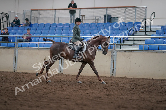2019 Morgan Horse Show - Sept 01, 2019 - 08839